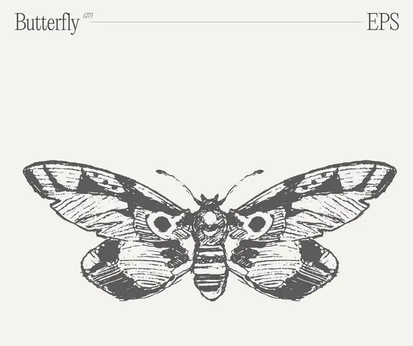 一张漂亮的黑白图画 上面有蝴蝶 重要的传粉昆虫和美丽的翅膀的节肢动物 — 图库矢量图片