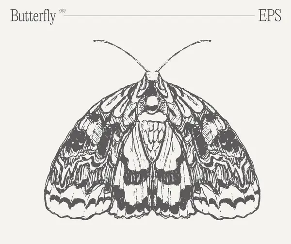Stunning Black White Drawing Featuring Butterfly Vital Pollinator Insect Exquisite — Stock Vector