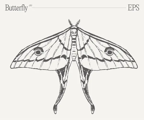 Impresionante Dibujo Blanco Negro Con Una Mariposa Insecto Polinizador Vital Vector De Stock