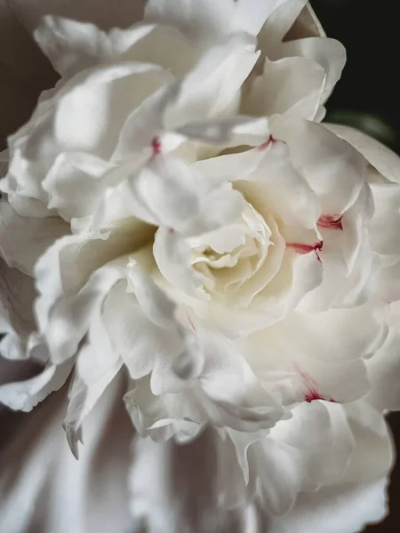 Tutup Bunga Peony Putih Segar Stok Foto