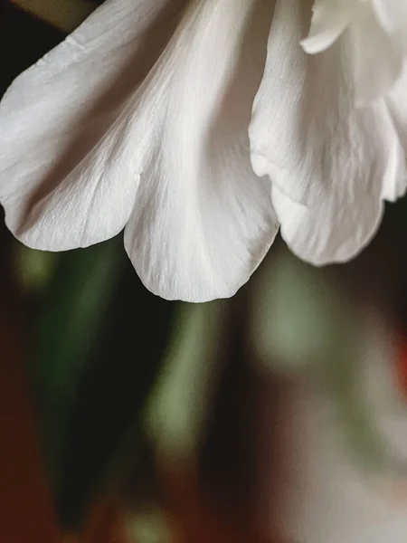 Tutup Bunga Peony Putih Segar Stok Foto Bebas Royalti