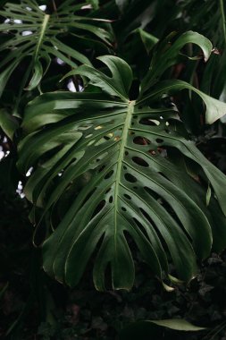 Tropik orman yeşili yapraklar arka plan, Monstera Deliciosa yaprağı