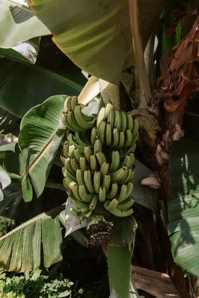 Mazzo Banane Verdi Che Crescono Sugli Alberi Sull Isola Madeira Fotografia Stock