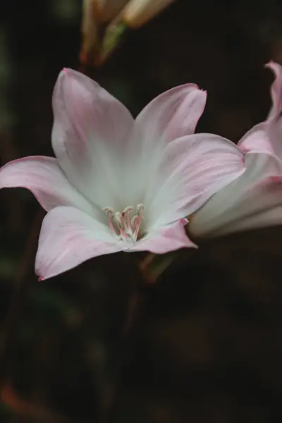 Beautiful Jersey Lily Amaryllis Belladonna Naked Lady Lily White Pink Stock Picture
