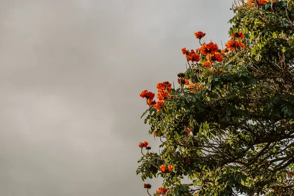 Rode Hibiscus Bloemen Boom Madeira Portugal Rechtenvrije Stockfoto's