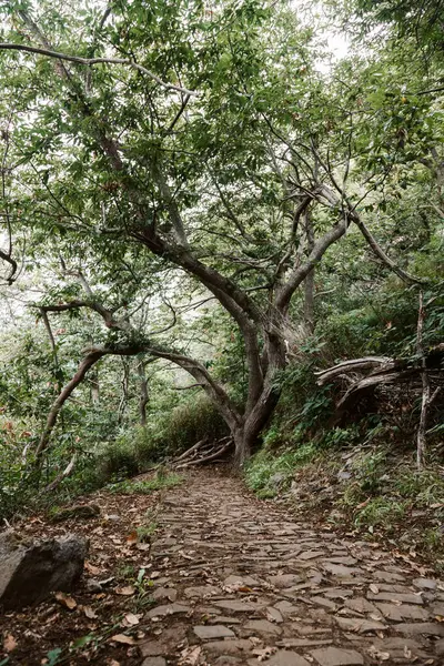 Caminho Pedra Parque Com Árvores Fotografia De Stock