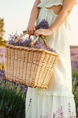 Lavanta tarlasında elinde lavanta çiçekleri olan hasır sepet tutan bir kadının görüntüsü.
