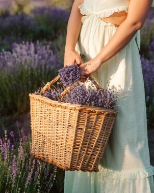 Lavanta tarlasında elinde lavanta çiçekleri olan hasır sepet tutan bir kadının görüntüsü.