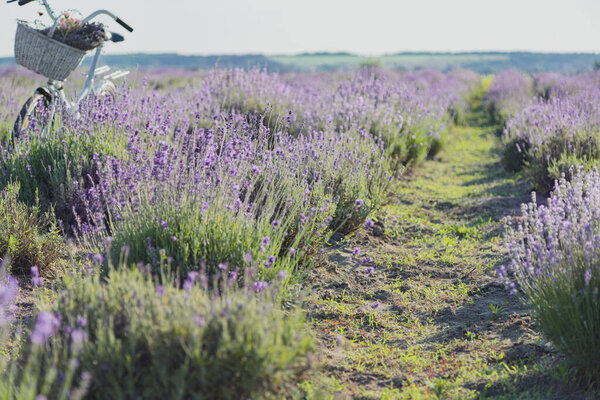 Beautiful Lavender Flowers Blooming Field Royalty Free Stock Photos