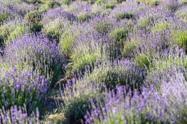 Lavender Flowers Summer Purple Lavender Field Background Stock Picture
