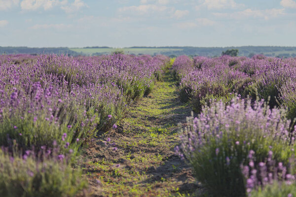 Beautiful Lavender Flowers Blooming Field Royalty Free Stock Images