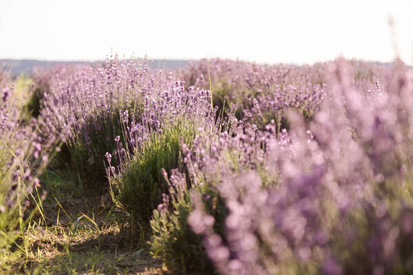 Lavender Flowers Summer Purple Lavender Field Background Royalty Free Stock Images