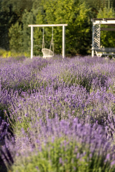 Lavender Flowers Summer Purple Lavender Field Background Royalty Free Stock Photos