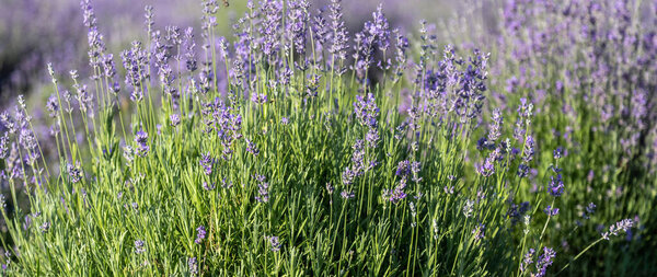 Lavender Flowers Summer Purple Lavender Field Background Stock Image