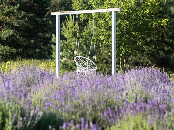 Swing Lavender Field Full Bloom Stock Photo