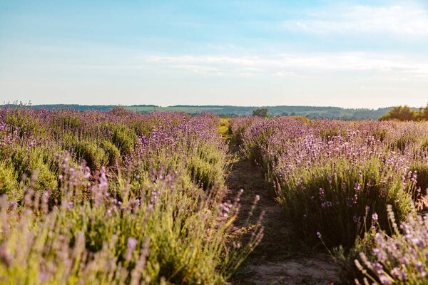 Beautiful Lavender Flowers Blooming Field Royalty Free Stock Images