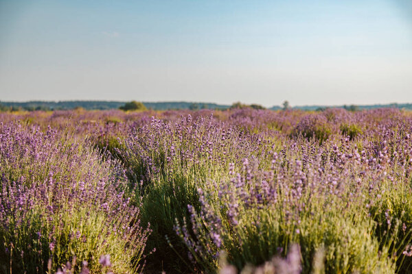 Beautiful Lavender Flowers Blooming Field Stock Image