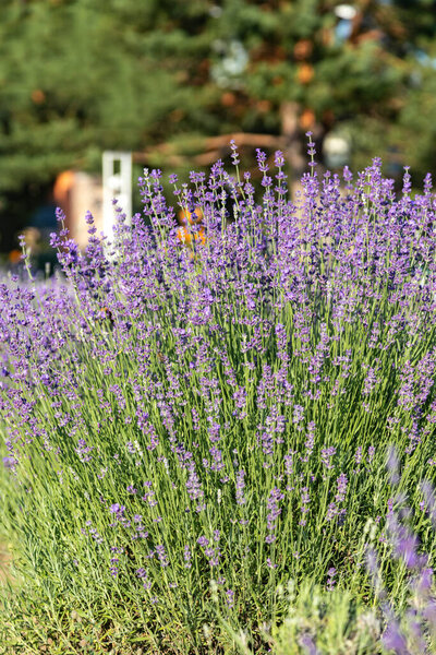 Lavender Flowers Summer Purple Lavender Field Background Stock Photo