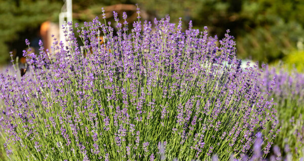 Lavender Flowers Summer Purple Lavender Field Background Stock Picture