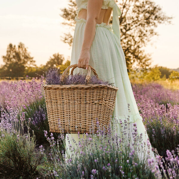Crop Image Woman Holding Wicker Basket Beautiful Lavender Flowers Lavender Stock Photo