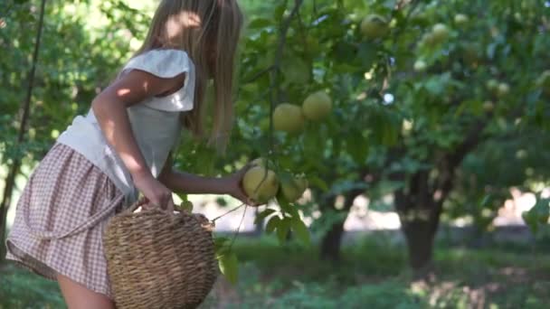 Uma Menina Recolhendo Pomelo Jardim Uma Menina Arranca Frutas Árvores — Vídeo de Stock