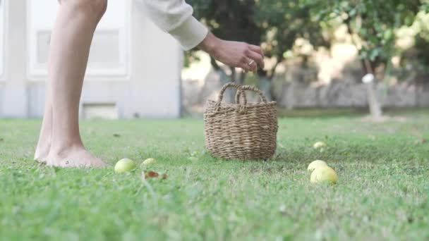 Босонога Жінка Збирає Лимони Трави — стокове відео