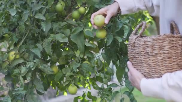 Une Femme Ramasse Des Citrons Verts Dans Panier — Video