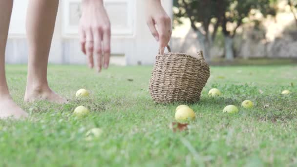 여자가 바구니에 레몬을 수확합니다 잔디에서 여자의 들어올리고 정원에 바구니를 놓는다 — 비디오