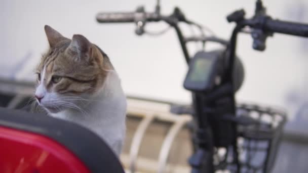 Gato Está Sentado Asiento Una Motocicleta — Vídeo de stock