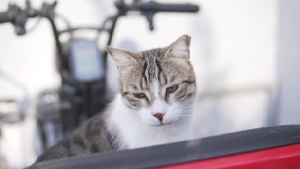 Turkisk Katt Sitter Moped Gatan — Stockvideo