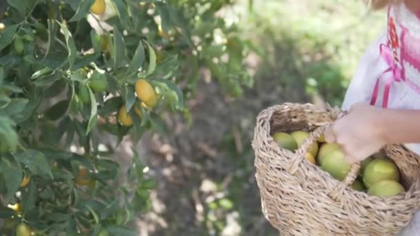 Bambino Raccoglie Frutta Dall Albero Cesto — Video Stock