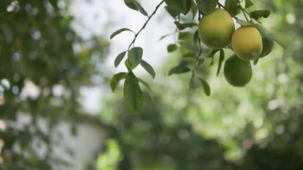 어린이가 나무에서 레몬을 — 비디오