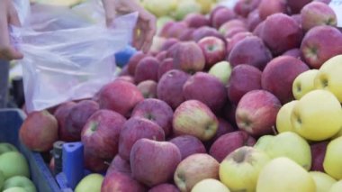 Alıcı pazardan elma seçer. Bir kadının eli olgun kırmızı elmaları torbaya koyar..