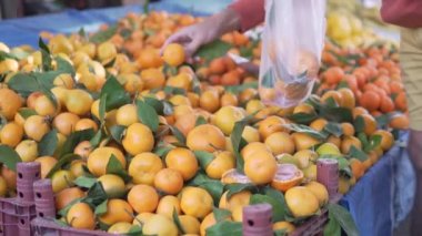Alıcı markette mandalina seçer. Türkiye, Alanya, Cumartesi Pazarı