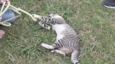 A child plays with a kitten in the summer on the grass.