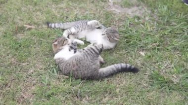 Two cute kittens play on the grass in the summer.
