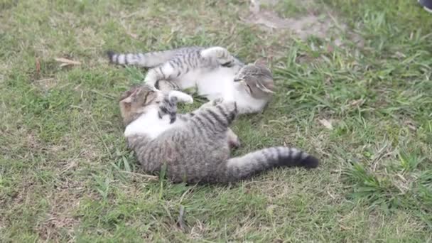 Two Cute Kittens Play Grass Summer — Stockvideo