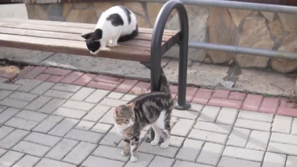 Two Yard Cats Street — ストック動画