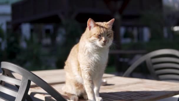 在土耳其 一只红猫坐在桌子上晒太阳 — 图库视频影像