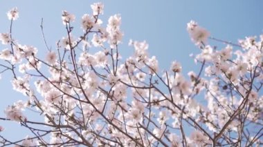 Tree flowers blossoming close up footage with a bee. Beautiful flowering tree. Turkey, Alanya, March