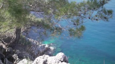 A green pine tree stands on a cliff by the sea.