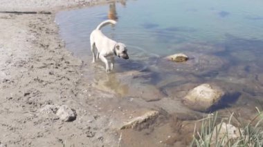 Büyük beyaz bir köpek yazın nehirden su içer..