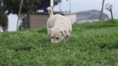 Güzel, beyaz bir golden retriever köpeği yeşil çimlerde yürüyor, ağır çekimde..