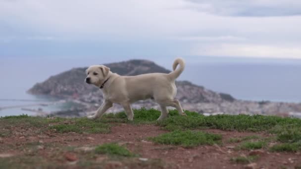 Lindo Filhote Cachorro Golden Retriever Caminha Uma Montanha Acima Mar — Vídeo de Stock