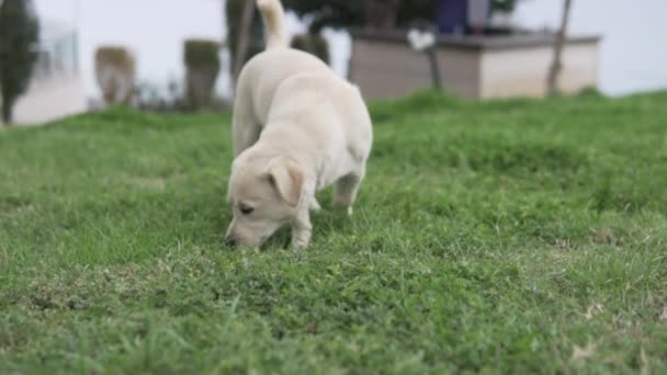 Lindo Cachorro Branco Caminha Grama Verde Câmera Lenta — Vídeo de Stock