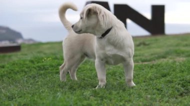 Güzel bir köpek yavrusu denizin üstündeki bir dağın yeşil çimlerinde duruyor..