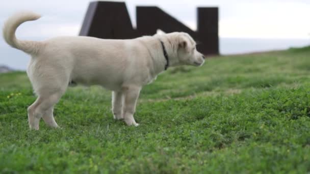 Golden Retriever Puppy Camina Sobre Hierba Verde Una Montaña Turquía — Vídeos de Stock