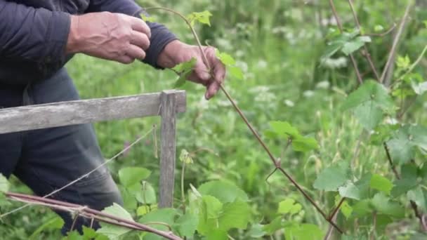 Ένας Αρσενικός Αγρότης Φροντίζει Σταφύλια Στο Αγρόκτημα — Αρχείο Βίντεο