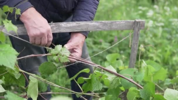 Een Boer Bindt Een Druiventak Vast Een Boerderij — Stockvideo