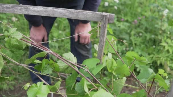 Yaşlı Bir Adam Bahçedeki Bitkilerle Ilgilenir — Stok video